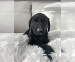 Puppy Puppy 4 Labrador Retriever