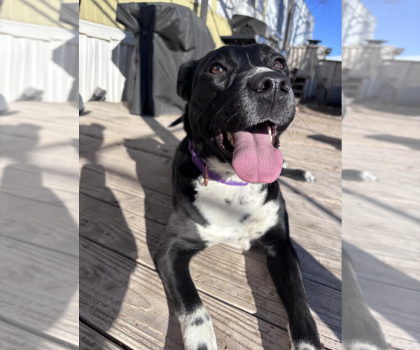 Medium Photo #8 Border Kelpie Puppy For Sale in Incline Village, NV, USA