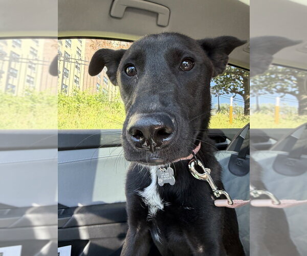 Medium Photo #6 Australian Kelpie-Unknown Mix Puppy For Sale in Boston, MA, USA