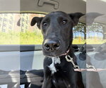 Small #5 Australian Kelpie Mix