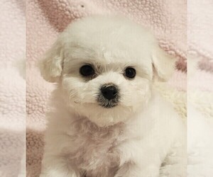 Bichon Frise Puppy for Sale in EUGENE, Oregon USA