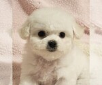 Small Bichon Frise