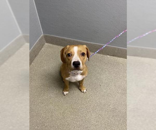 Medium Photo #1 Beagle-Unknown Mix Puppy For Sale in Las Vegas, NV, USA