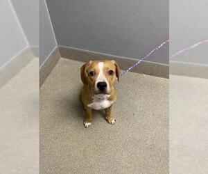 Beagle-Unknown Mix Dogs for adoption in Las Vegas, NV, USA