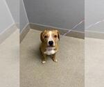 Small Beagle Mix