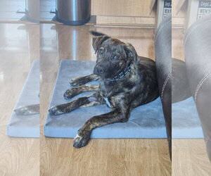 Mutt Dogs for adoption in Polson, MT, USA