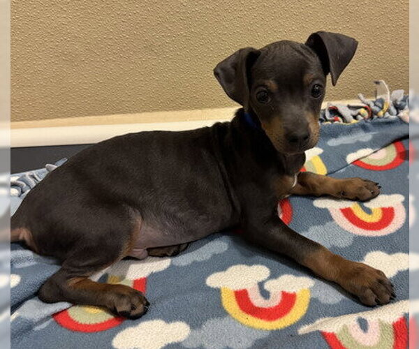 Medium Photo #2 Mutt Puppy For Sale in Pleasanton, CA, USA