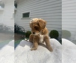 Cornelia - Female Goldendoodle Puppy for Sale - Photo #3