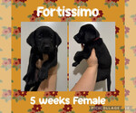 Puppy Fortissimo Labrador Retriever