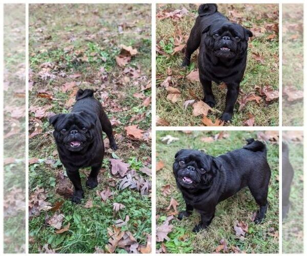 Medium Photo #1 Pug Puppy For Sale in GREENVILLE, SC, USA