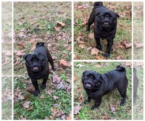 Father of the Pug puppies born on 07/22/2025