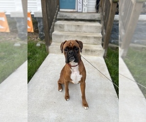 Boxer Dogs for adoption in CARTHAGE, TN, USA