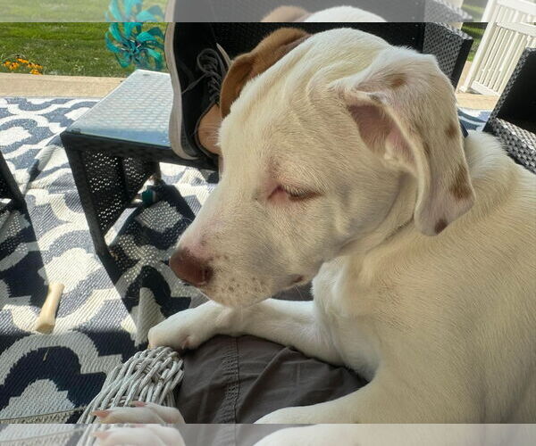 Medium Photo #24 Bullboxer Pit Puppy For Sale in Germantown, OH, USA