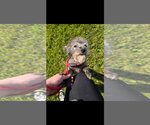 Small #2 Chi-Poo (Miniature)