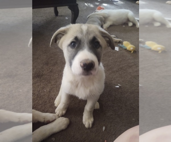 Medium Photo #18 German Shepherd Dog-Great Pyrenees Mix Puppy For Sale in JONESBORO, GA, USA
