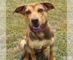 Small #3 Retriever  Mix