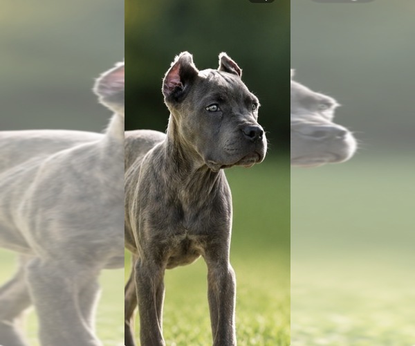 Medium Photo #2 Cane Corso Puppy For Sale in ANDERSON, IN, USA