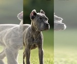 Small #1 Cane Corso