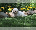 Small Photo #16 Bichon Frise Puppy For Sale in HUMBOLDT, IL, USA