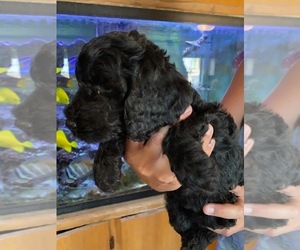 Labradoodle-Poodle (Miniature) Mix Puppy for sale in SCOTTSDALE, AZ, USA