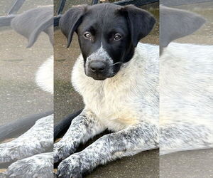 Pointer-Unknown Mix Dogs for adoption in Rockaway, NJ, USA