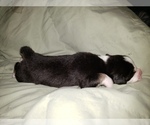 Small Photo #17 Australian Shepherd Puppy For Sale in HERNANDO, MS, USA