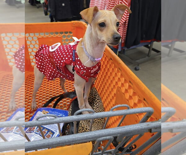 Medium Photo #9 Jack Chi Puppy For Sale in Princeton, MN, USA