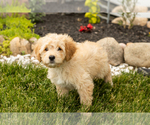 Small Photo #11 Golden Cavadoodle Puppy For Sale in MILLERSBURG, IN, USA