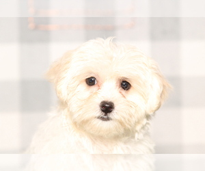 Poovanese Puppy for sale in MARIETTA, GA, USA