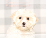 Image preview for Ad Listing. Nickname: Zoe