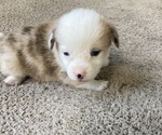 Small Photo #1 American Corgi Puppy For Sale in BRANDON, FL, USA