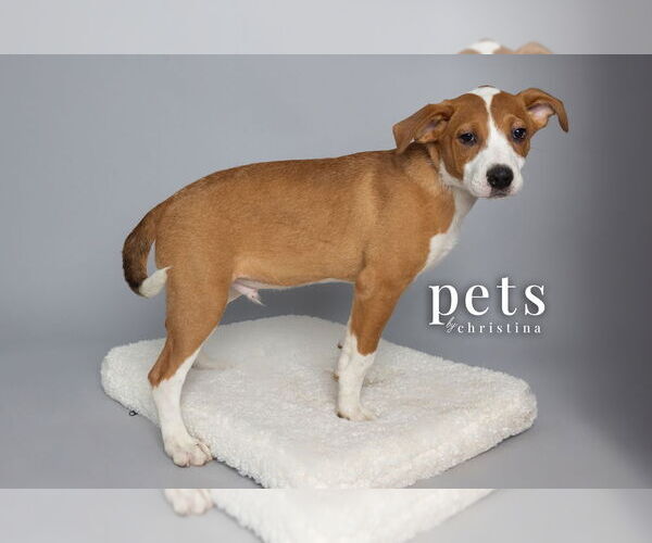Medium Photo #2 Mutt Puppy For Sale in Foristell, MO, USA