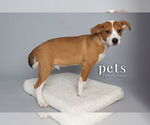 Small #1 Mutt
