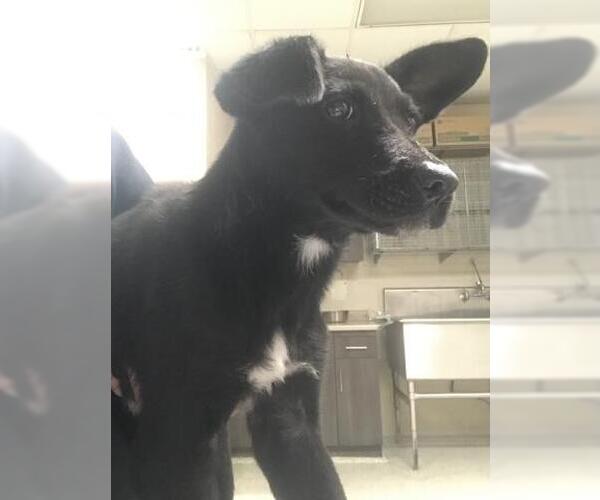 Medium Photo #1 Labrador Retriever-Unknown Mix Puppy For Sale in Conroe, TX, USA