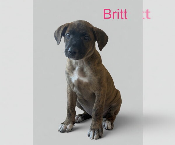 Medium Photo #3 Retriever -Unknown Mix Puppy For Sale in Jackson Township, NJ, USA