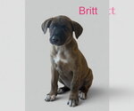 Small #2 Retriever  Mix