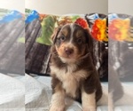 Puppy Topper Australian Shepherd