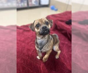 Chug Dogs for adoption in Chula Vista, CA, USA