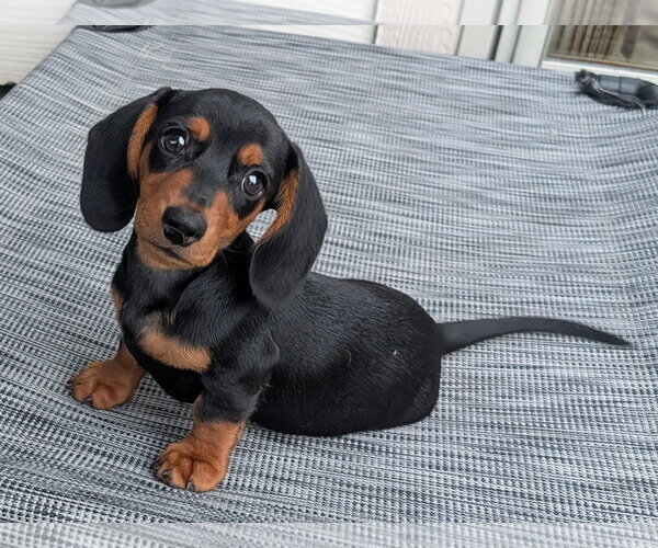 Medium Photo #2 Dachshund Puppy For Sale in Sioux Falls, SD, USA