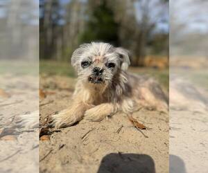 Shih Tzu-Unknown Mix Dogs for adoption in Mount Pleasant, SC, USA