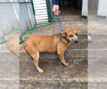Small #2 Labrador Retriever Mix