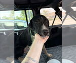 Small #1 Great Dane Mix