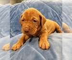 Small Photo #3 Vizsla Puppy For Sale in NEW YORK MILLS, MN, USA