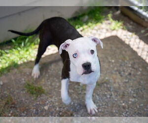 American Pit Bull Terrier-Unknown Mix Dogs for adoption in Santa Cruz, CA, USA