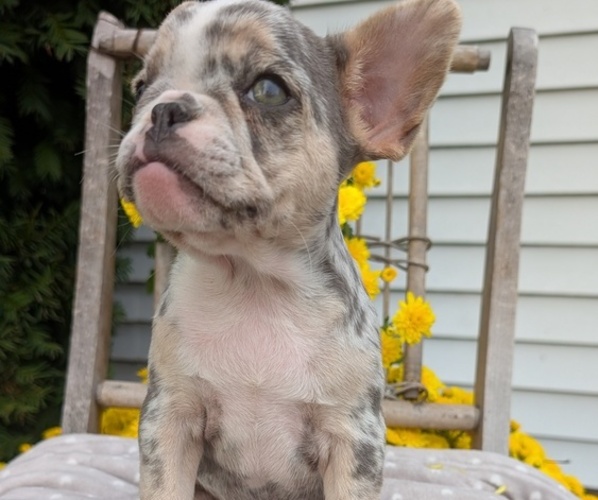 Medium Photo #16 French Bulldog Puppy For Sale in GOSHEN, IN, USA