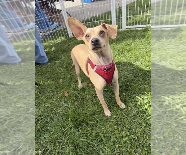 Medium Photo #2 Chihuahua-Unknown Mix Puppy For Sale in New York, NY, USA