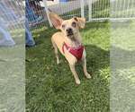 Small Photo #2 Chihuahua-Unknown Mix Puppy For Sale in New York, NY, USA