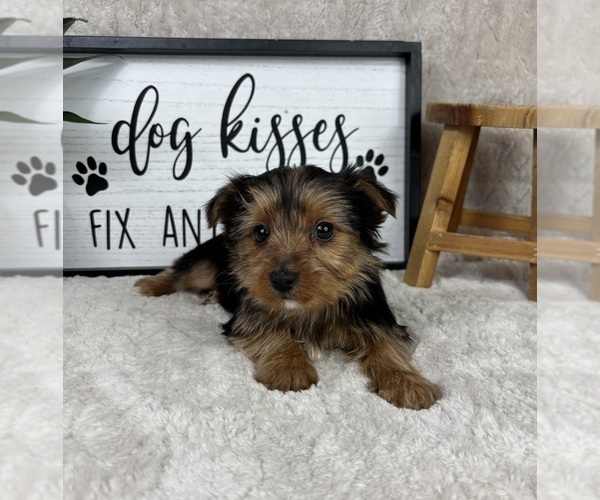 Medium Photo #4 Yorkshire Terrier Puppy For Sale in FRANKLIN, IN, USA