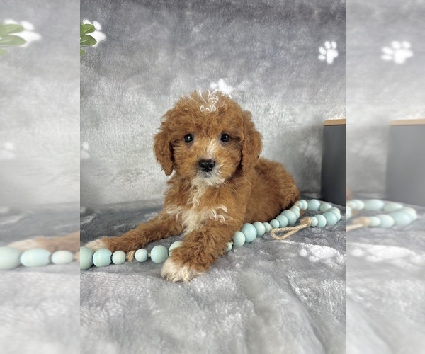 Medium Photo #1 Goldendoodle (Miniature) Puppy For Sale in INDIANAPOLIS, IN, USA