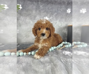 Goldendoodle (Miniature) Puppy for sale in INDIANAPOLIS, IN, USA